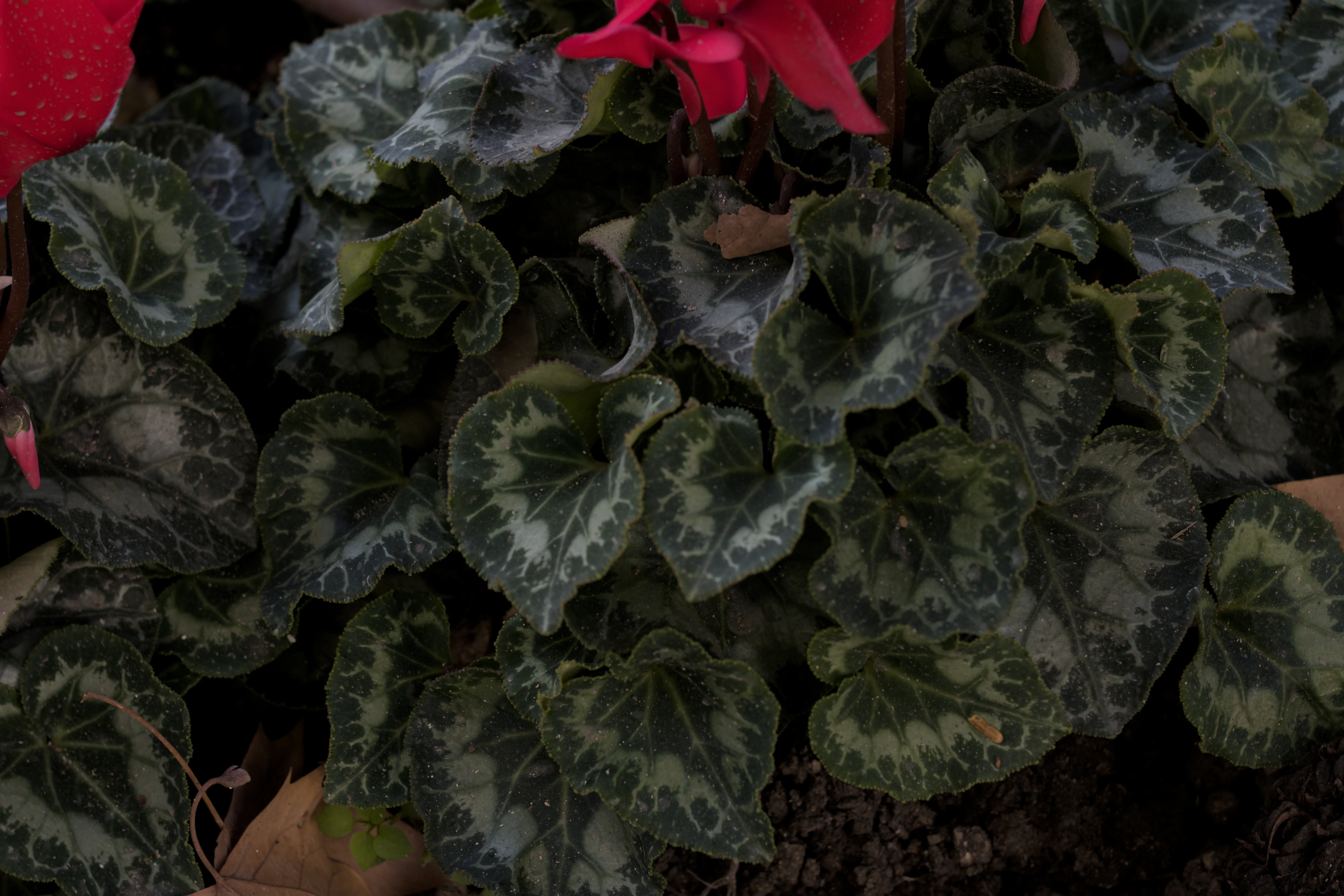 Zenith Helios-77M-4 1,850 (VOMZ) - _I4A6660.webp